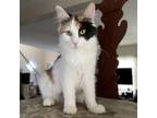 Adopt Pico De Gallo Frank a Domestic Long Hair, Maine Coon