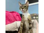 Adopt Bunny a Domestic Short Hair