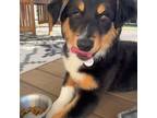 Adopt Sangria a Australian Shepherd