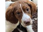 Adopt Canteloupe a English Springer Spaniel