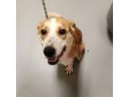 Adopt Katherine a Mixed Breed