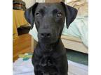 Adopt Sage a Labrador Retriever