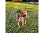 Adopt Thistle a Mixed Breed