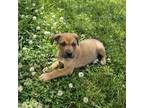 Adopt Thistle a Mixed Breed