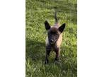 Adopt Juls : Julia a German Shepherd Dog, Australian Shepherd