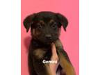 Adopt Zodiac : Gemini a German Shepherd Dog