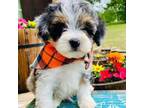 Mutt Puppy for sale in Greenbrier, AR, USA