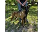Adopt Roxy Belle a Belgian Shepherd / Malinois