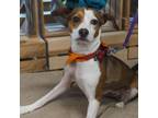 Adopt Mya a Beagle, Mixed Breed