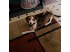 Adopt Mya a Beagle, Mixed Breed