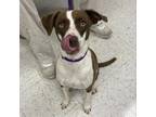 Adopt Lucy a Hound, Mixed Breed