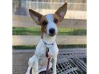 Adopt Anne a Jack Russell Terrier, Mixed Breed