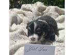 Australian Shepherd Puppy for sale in Salisbury, NC, USA