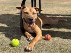 Adopt Patchouli a Mixed Breed
