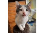Adopt CASEY -Bonded with Robbie a Domestic Short Hair