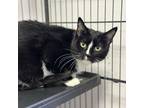 Adopt Twinkle a Domestic Short Hair