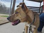 Adopt Darla a Shepherd, Pit Bull Terrier