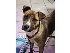 Adopt Mary ann a Labrador Retriever, Shepherd