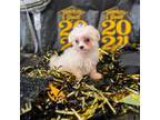 Maltipoo Puppy for sale in Mobile, AL, USA