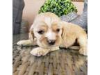 Cocker Spaniel Puppy for sale in Casa Grande, AZ, USA
