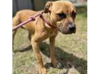 Adopt Canela a Mixed Breed