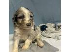 Aussiedoodle Puppy for sale in Casa Grande, AZ, USA