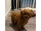 Poodle (Toy) Puppy for sale in Hackensack, NJ, USA