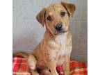 Adopt Anemone a Mixed Breed