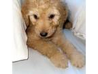Goldendoodle Puppy for sale in Breaux Bridge, LA, USA