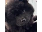 Chow Chow Puppy for sale in Fontana, CA, USA