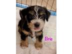 Adopt Brie a Yorkshire Terrier, Mixed Breed
