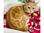 Adopt Sarabi a Domestic Short Hair