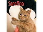 Adopt Sarafina a Domestic Short Hair