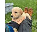 Golden Retriever Puppy for sale in Waterbury, CT, USA