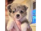 Mutt Puppy for sale in Jaffrey, NH, USA