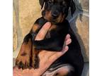 Doberman Pinscher Puppy for sale in Grove City, PA, USA