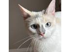 Adopt Mama Cheyenne a Domestic Short Hair