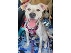 Adopt Estrella a Jack Russell Terrier, Husky