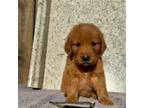 Golden Retriever Puppy for sale in Hanford, CA, USA