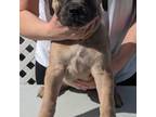 Cane Corso Puppy for sale in Endicott, NY, USA