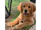 Golden Retriever Puppy for sale in Columbia, SC, USA