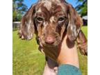 Dachshund Puppy for sale in Pleasant Plains, AR, USA