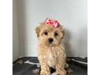 Shih-Poo Puppy for sale in Cleveland, OH, USA