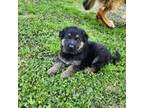 German Shepherd Dog Puppy for sale in Greenville, MS, USA