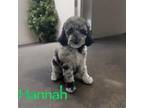 Mutt Puppy for sale in Port Orange, FL, USA