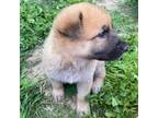 German Shepherd Dog Puppy for sale in Monticello, WI, USA