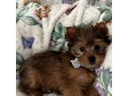 Yorkshire Terrier Puppy for sale in Kissimmee, FL, USA