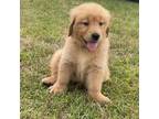 Golden Retriever Puppy for sale in Molino, FL, USA