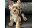 Yorkshire Terrier Puppy for sale in North Charleston, SC, USA