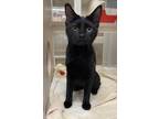 Adopt Nora a Domestic Short Hair